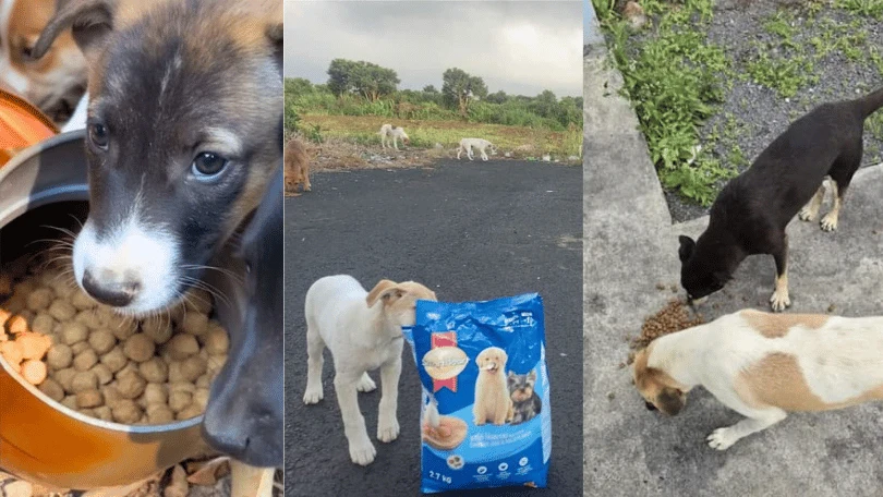 October 2025: Feeding Abandoned Dogs Around the World | Buyumi