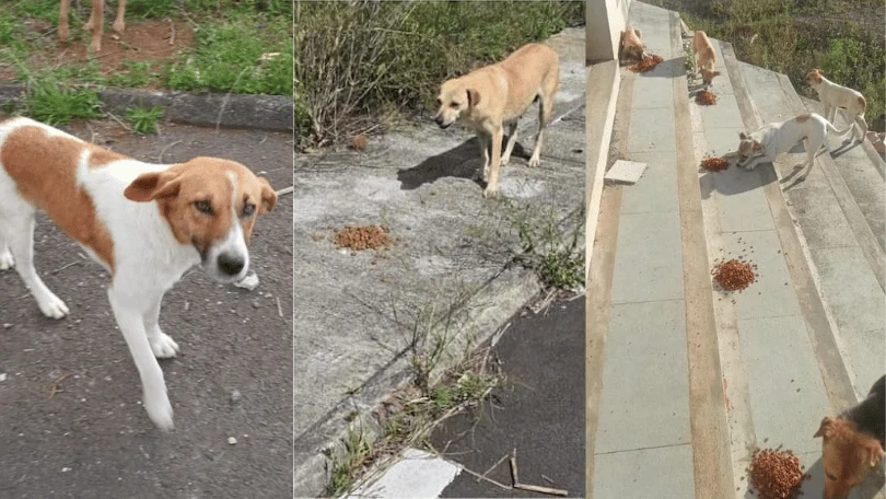 November 2024: A Record Month for Feeding Abandoned Dogs | Buyumi