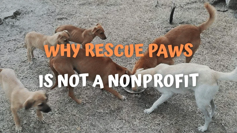 Why Buyumi Is Not a Nonprofit | Purpose-Driven Company Explained
