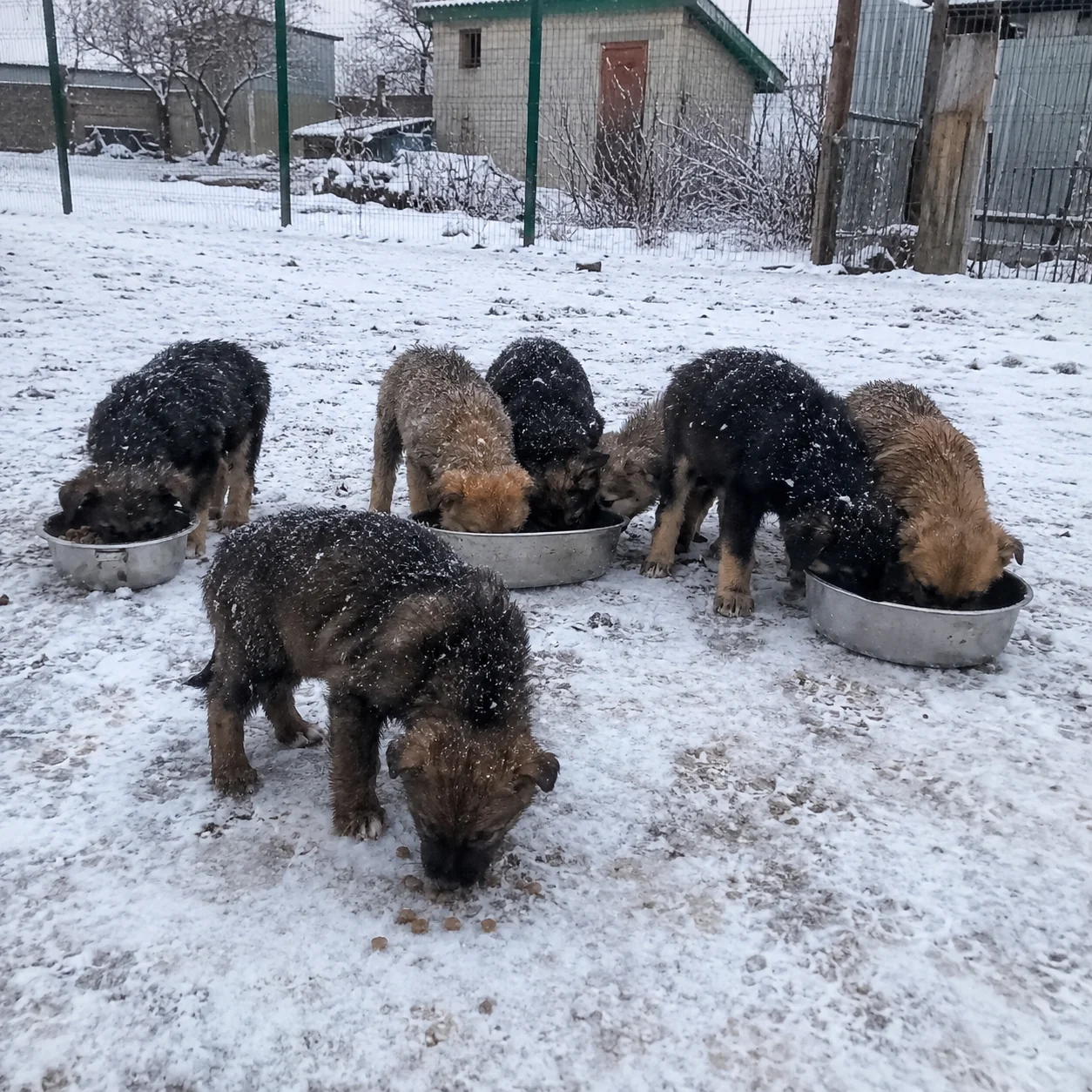 Puppies eating from bowls outside in the snow