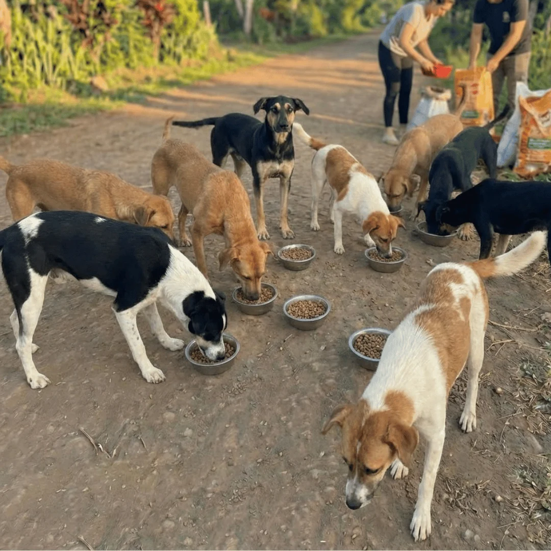 Street dogs eating meals provided through local partners