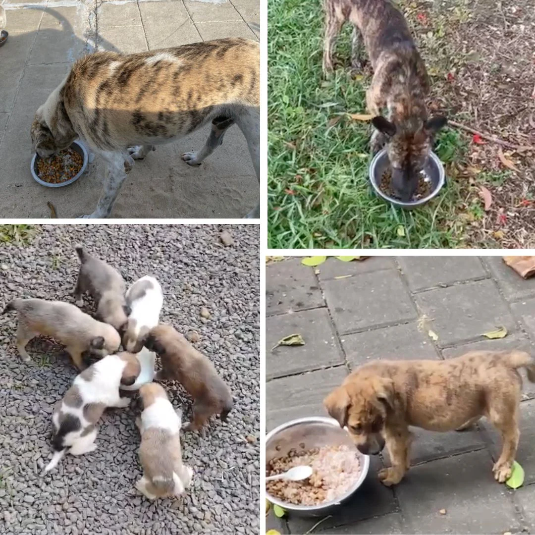 Dogs eating during Buyumi feeding operations
