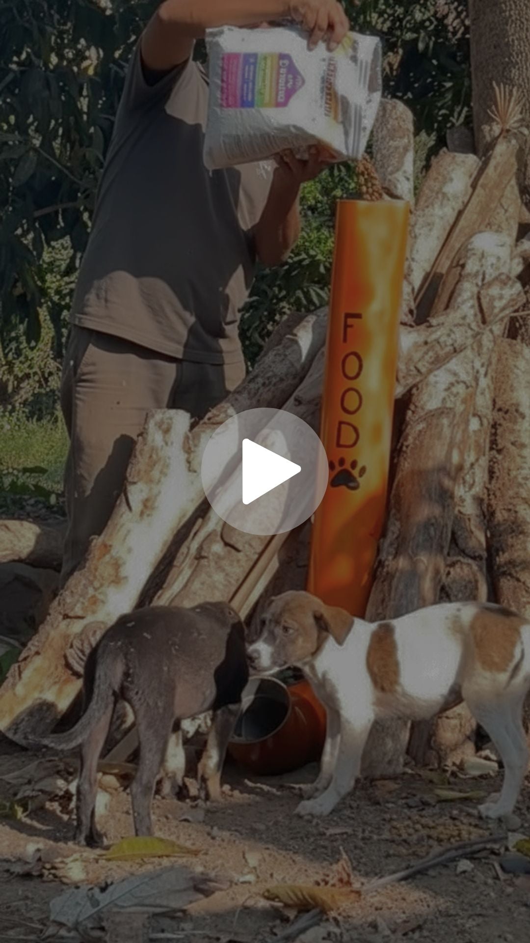 Dogs gathering at a filled feeding station