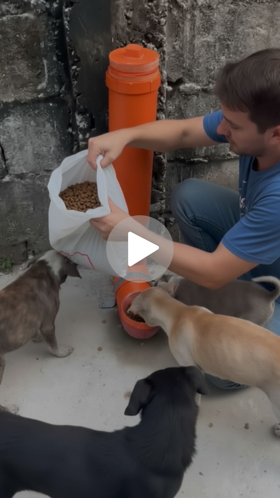 Volunteer filling a feeding station while dogs wait