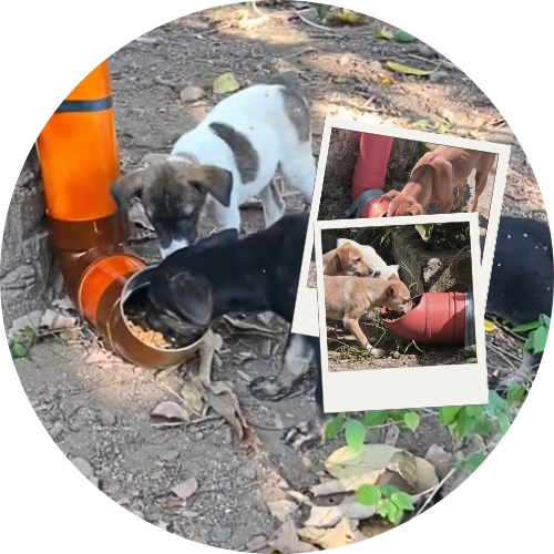 Monthly photos from dog feeding operations