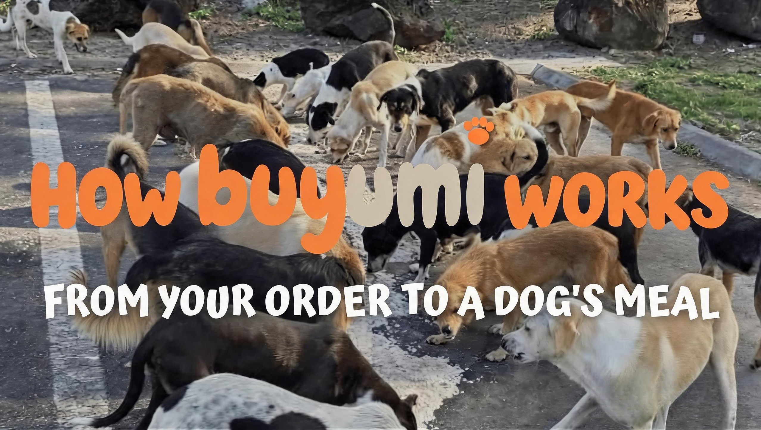How Buyumi Works: From Your Order to a Dog's Meal