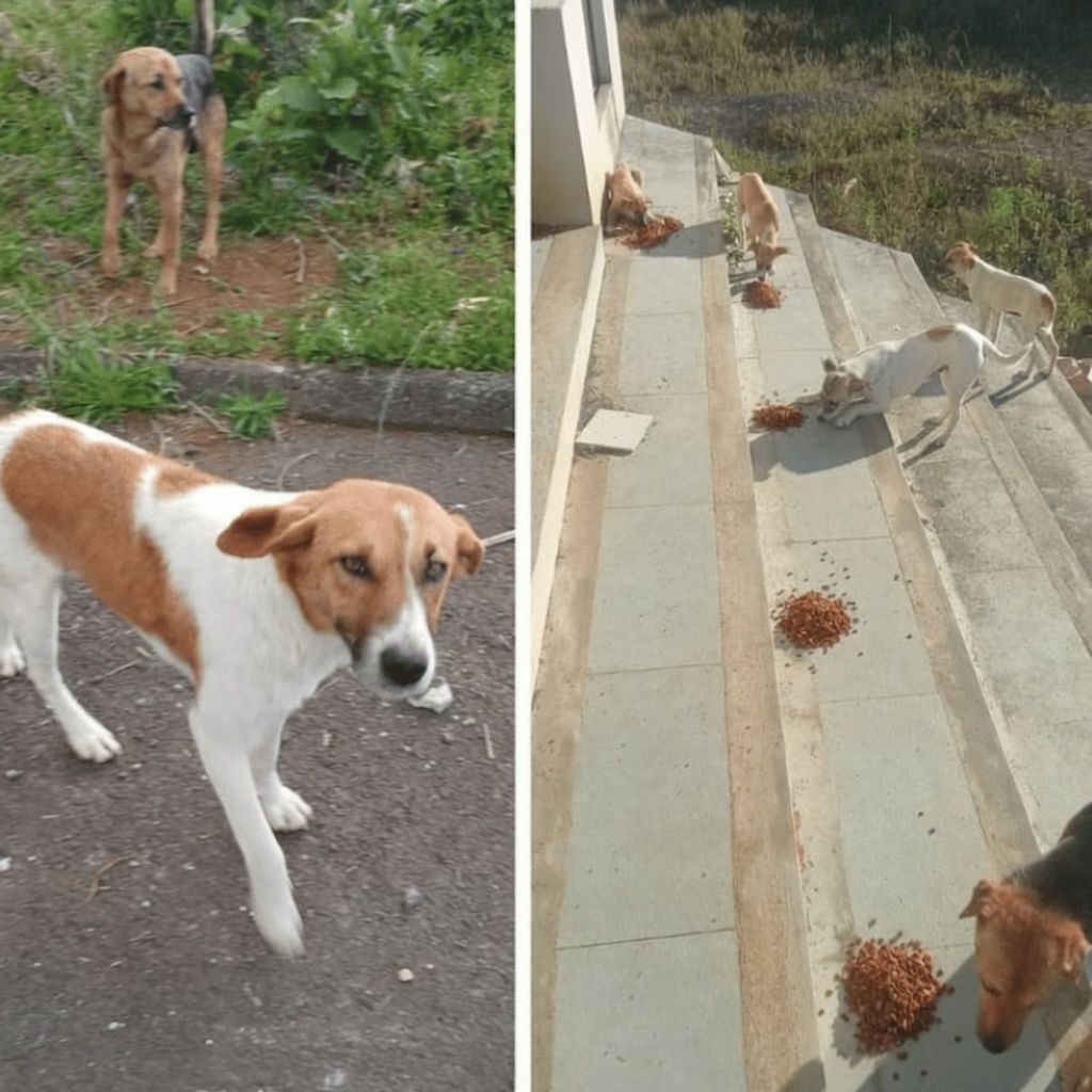 Abandoned dogs eating on concrete stairs during November 2025 Buyumi feeding session