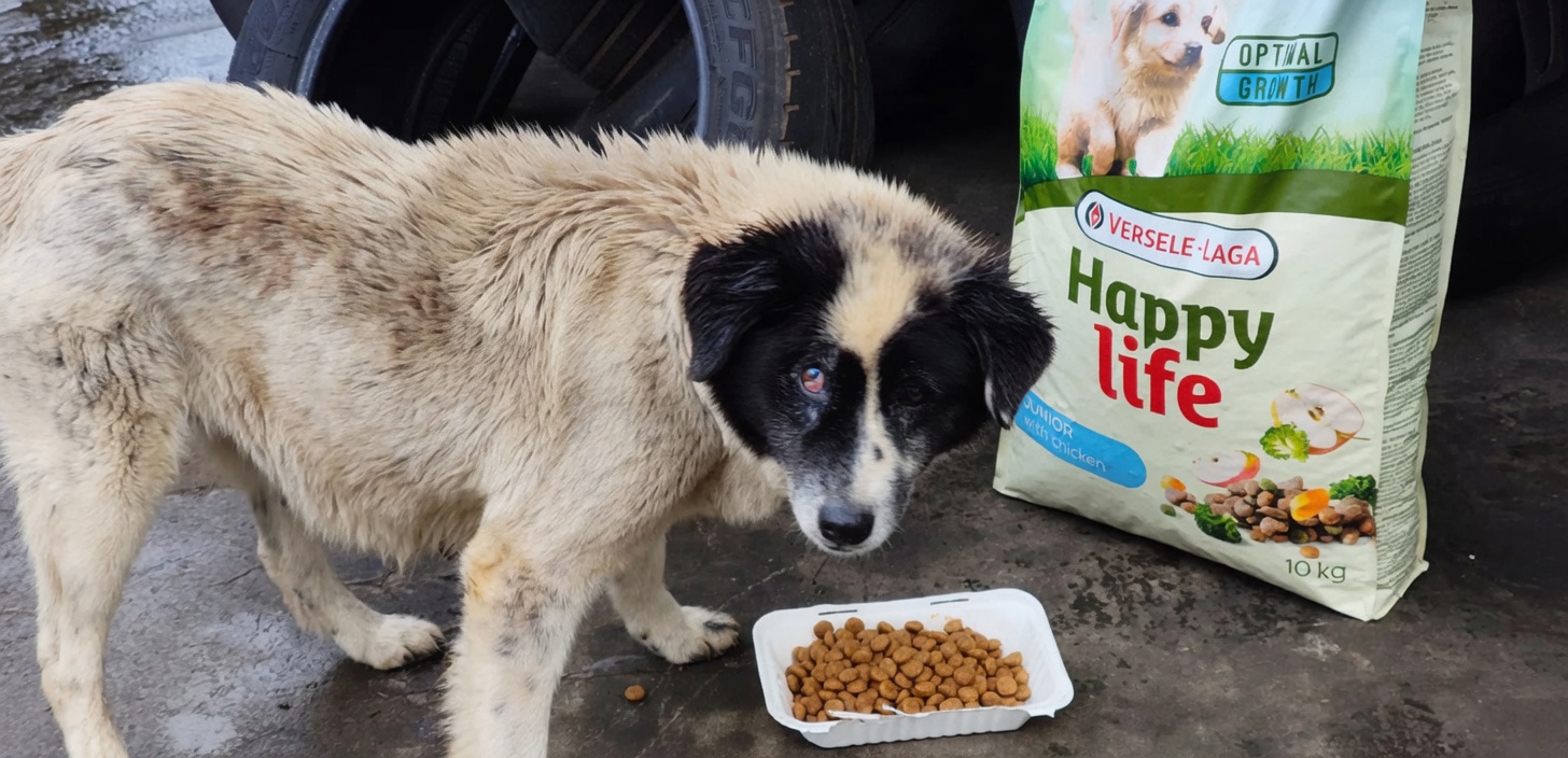 Abandoned street dog eating beside a bag of dog food during April 2026 Buyumi feeding