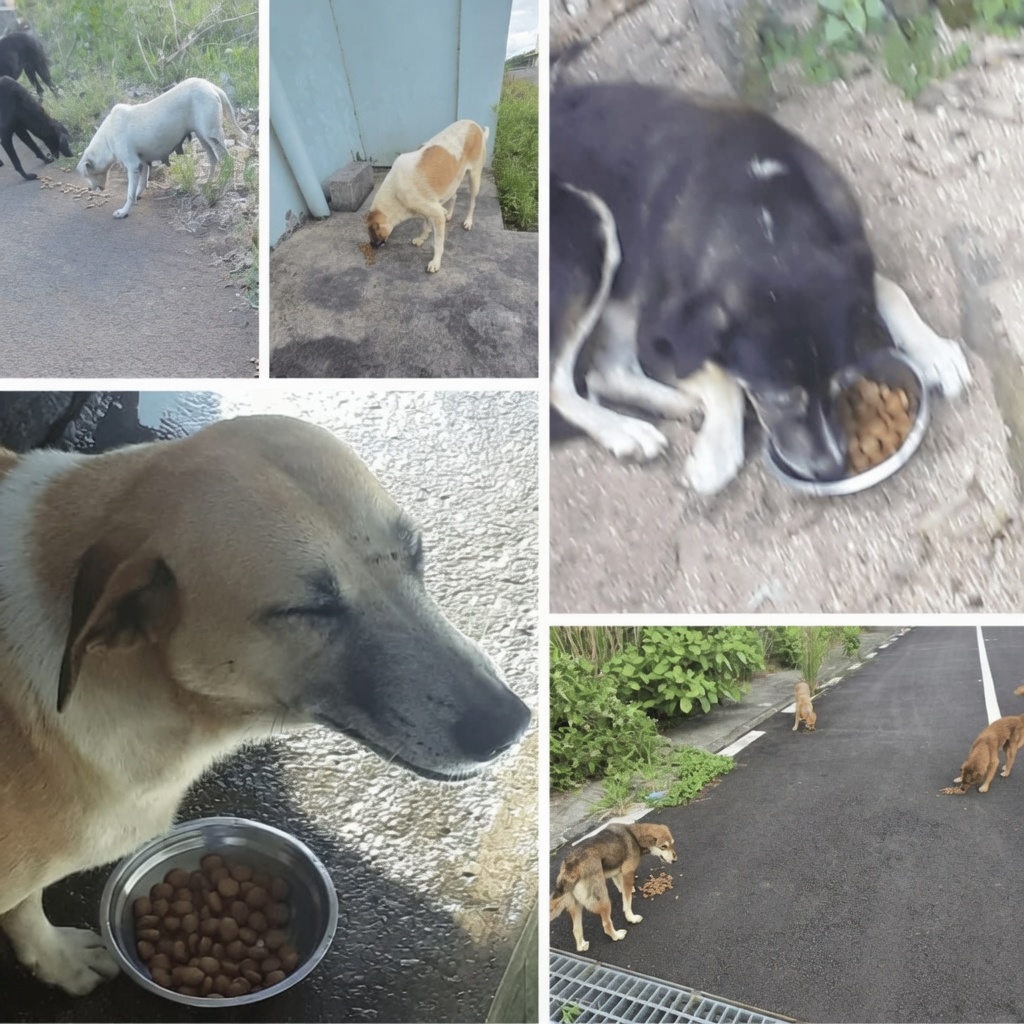 Multiple abandoned dogs eating from bowls during December 2025 Buyumi feeding session