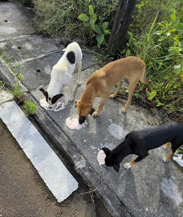 Dogs during a recent feeding — photo from our local partners.