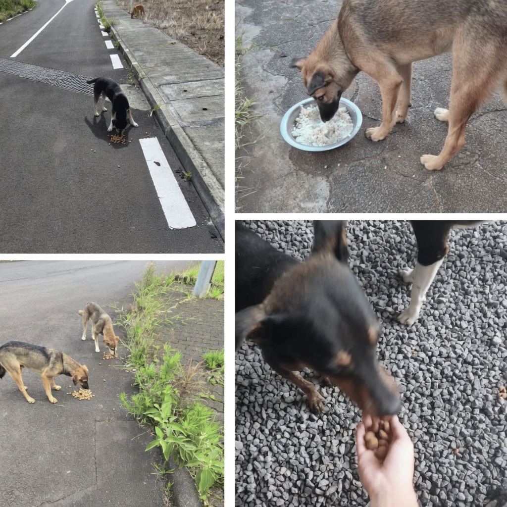 Dogs eating on roadside during January Buyumi feeding operations